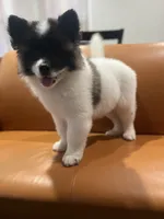 Allison , a female Akita for sale in South River, NJ – 4 of 4