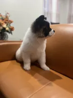 Allison , a female Akita for sale in South River, NJ – 2 of 4