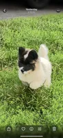 Allison , a female Akita for sale in South River, NJ – 3 of 4