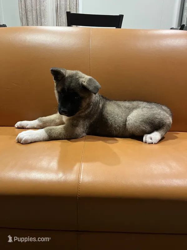 Mia – Akita puppy for sale in South River, NJ