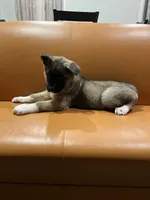 Mia, a female Akita for sale in South River, NJ – 1 of 7