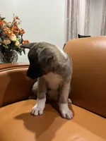 Mia, a female Akita for sale in South River, NJ – 6 of 7