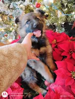 Daisy, a female German Shepherd Dog for sale in Clifton, TN – Photo 3 of 3