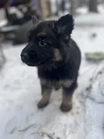 Aria, a female German Shepherd Dog for sale in Clifton, TN – Photo 3 of 3