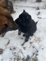 Aria, a female German Shepherd Dog for sale in Clifton, TN – Photo 2 of 3