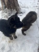 Esmeralda, a female German Shepherd Dog for sale in Clifton, TN – Photo 2 of 2