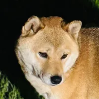 Rosie, a female Shiba Inu for sale in Sacramento, CA – Photo 1 of 6