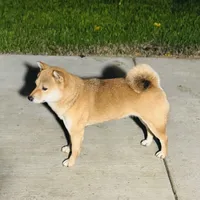 Rosie, a female Shiba Inu for sale in Sacramento, CA – Photo 6 of 6