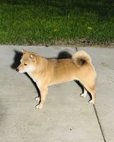 processed/046655a0-1572-4484-8b1c-ded3e9f2e99e/listing/4bf95525-10ef-42bb-81f9-08a122e770bd/7365ad83-4a8e-4a47-8766-f37f6395a77d