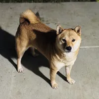 Rosie, a female Shiba Inu for sale in Sacramento, CA – Photo 4 of 6