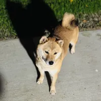 Rosie, a female Shiba Inu for sale in Sacramento, CA – Photo 3 of 6