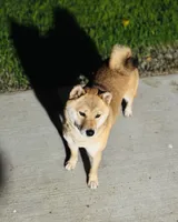 processed/046655a0-1572-4484-8b1c-ded3e9f2e99e/listing/4bf95525-10ef-42bb-81f9-08a122e770bd/9d000562-f465-4902-bfd9-edd5ea8aa388