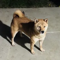 Rosie, a female Shiba Inu for sale in Sacramento, CA – Photo 2 of 6