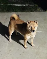 processed/046655a0-1572-4484-8b1c-ded3e9f2e99e/listing/4bf95525-10ef-42bb-81f9-08a122e770bd/ad73cac8-aa37-4c55-a4d4-c4c1375d4360