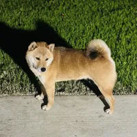 Rosie, a female Shiba Inu for sale in Sacramento, CA – Photo 5 of 6