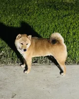 processed/046655a0-1572-4484-8b1c-ded3e9f2e99e/listing/4bf95525-10ef-42bb-81f9-08a122e770bd/fd1a2b02-2e34-4ec5-9140-9da8290bea14