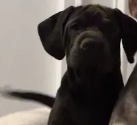 Piper, a female Chinese Shar-Pei and Cocker Spaniel for sale in Tulsa, OK – 2 of 3