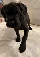 Piper, a female Chinese Shar-Pei and Cocker Spaniel for sale in Tulsa, OK – 3 of 3