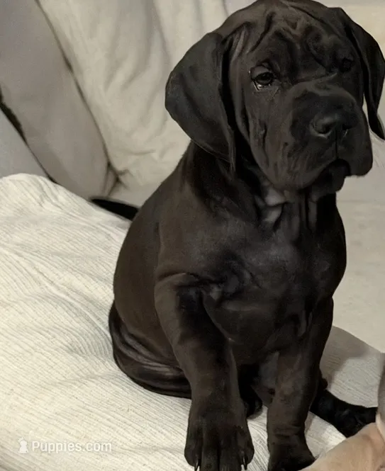 Piper – Chinese Shar-Pei, Cocker Spaniel puppy for sale in Tulsa, OK