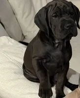 Piper, a female Chinese Shar-Pei and Cocker Spaniel for sale in Tulsa, OK – 1 of 3