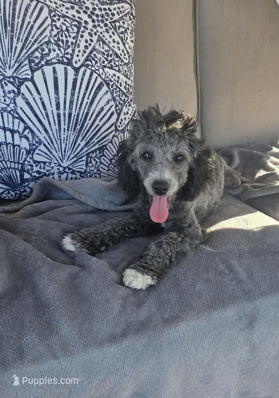 Pepper – Poodle - Miniature  puppy for sale in Kearney, MO