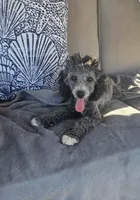 Pepper, a female Poodle - Miniature  for sale in Kearney, MO – Photo 2 of 7