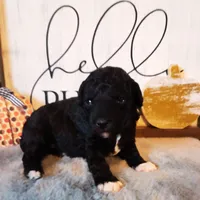 Pepper, a female Poodle - Miniature  for sale in Kearney, MO – Photo 3 of 9