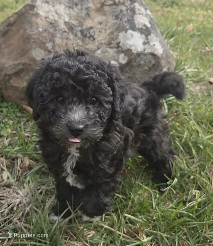 Pepper – Poodle - Miniature  puppy for sale in Kearney, MO
