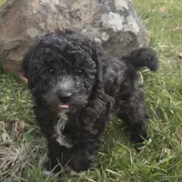 Pepper, a female Poodle - Miniature  for sale in Kearney, MO – Photo 7 of 9