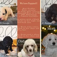 Pepper, a female Poodle - Miniature  for sale in Kearney, MO – Photo 2 of 9