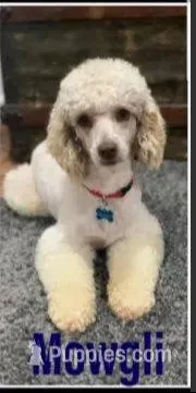 Pepper, a female Poodle - Miniature  for sale in Kearney, MO – Photo 5 of 7