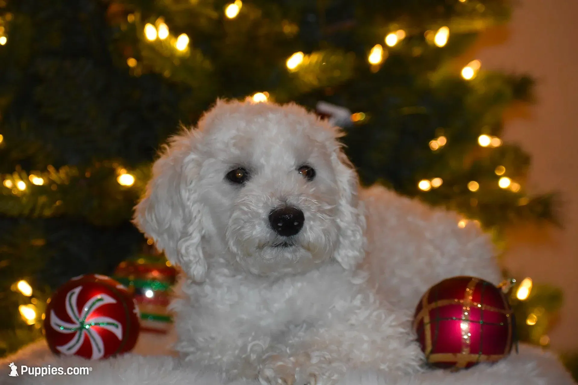 Pepper, a female Poodle - Miniature  for sale in Kearney, MO – Photo 4 of 7