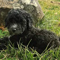 Pepper, a female Poodle - Miniature  for sale in Kearney, MO – Photo 6 of 9