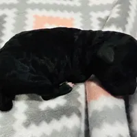 Pedro, a male Poodle - Miniature  for sale in Kearney, MO – Photo 9 of 9