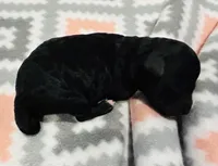 Pedro, a male Poodle - Miniature  for sale in Kearney, MO – Photo 9 of 9