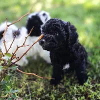 Pedro, a male Poodle - Miniature  for sale in Kearney, MO – Photo 3 of 9