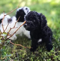 Pedro, a male Poodle - Miniature  for sale in Kearney, MO – Photo 3 of 9