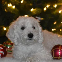 Pedro, a male Poodle - Miniature  for sale in Kearney, MO – Photo 5 of 9