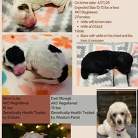 Pedro, a male Poodle - Miniature  for sale in Kearney, MO – Photo 7 of 9