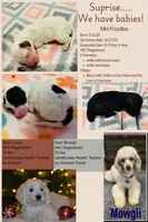 Pedro, a male Poodle - Miniature  for sale in Kearney, MO – Photo 7 of 9