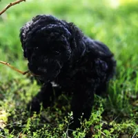 Pedro, a male Poodle - Miniature  for sale in Kearney, MO – Photo 1 of 9