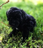 Pedro, a male Poodle - Miniature  for sale in Kearney, MO – Photo 1 of 9