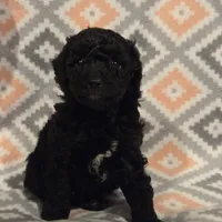 Pedro, a male Poodle - Miniature  for sale in Kearney, MO – Photo 4 of 9