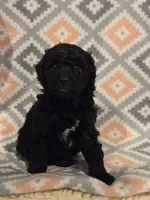 Pedro, a male Poodle - Miniature  for sale in Kearney, MO – Photo 4 of 9