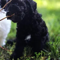 Pedro, a male Poodle - Miniature  for sale in Kearney, MO – Photo 8 of 9