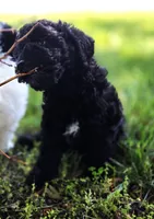 Pedro, a male Poodle - Miniature  for sale in Kearney, MO – Photo 8 of 9