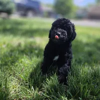 Pedro, a male Poodle - Miniature  for sale in Kearney, MO – Photo 2 of 9