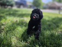Pedro, a male Poodle - Miniature  for sale in Kearney, MO – Photo 2 of 9