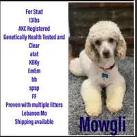Pedro, a male Poodle - Miniature  for sale in Kearney, MO – Photo 6 of 9