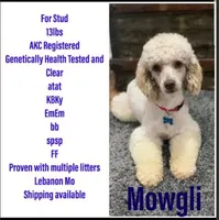 Pedro, a male Poodle - Miniature  for sale in Kearney, MO – Photo 6 of 9